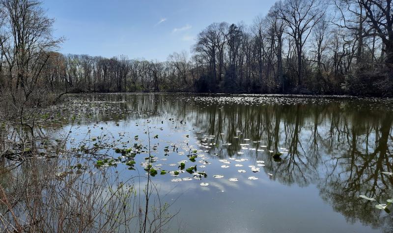 Tuckahoe Pond Lilies - 03Apr21.jpg