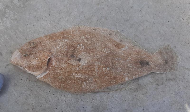 Livie Channel Flounder (#)- South Pointe Prk Pier - 30Apr21.jpg