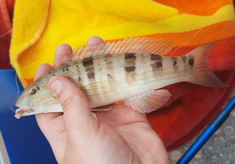 Livie Sand Perch (#)- South Pointe Prk Pier - 30Apr21.jpg