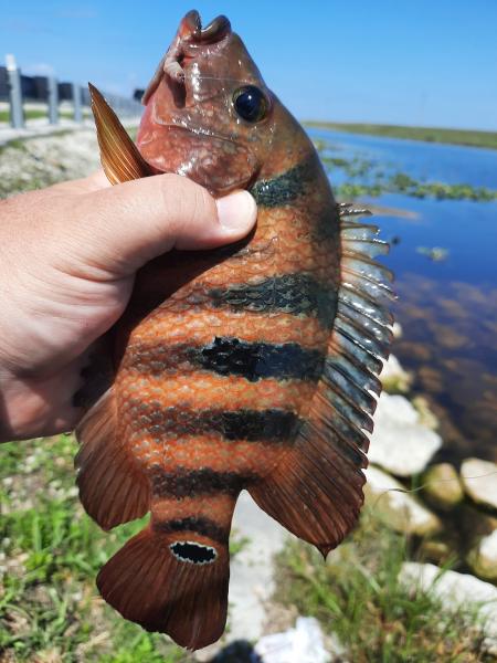 Mayan Cichlid - Tamiami Canal - 01May21.jpg