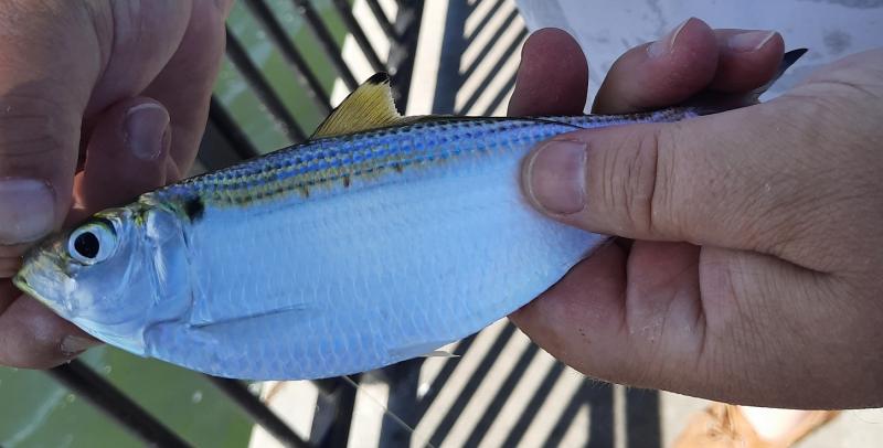 Atlantic Thread Herring (#37) Jensen Bch Causeway - 28Apr21.jpg