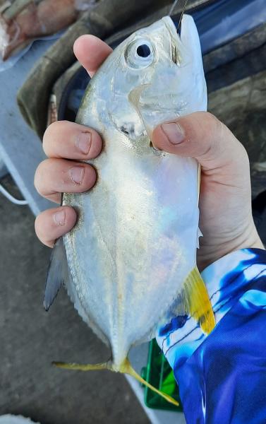 Livie Jack Crevalle (#36) Jensen Bch Causeway - 28Apr21.jpg