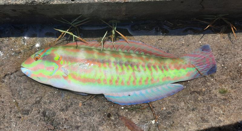 Livie Slippery dick (#) South Pointe Prk - 30Apr21.jpg