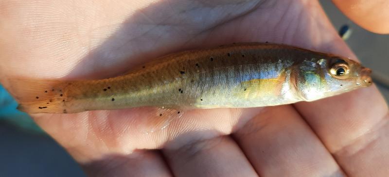 Livie Banded Killifish - Tuckahoe Crk - 12May21.jpg