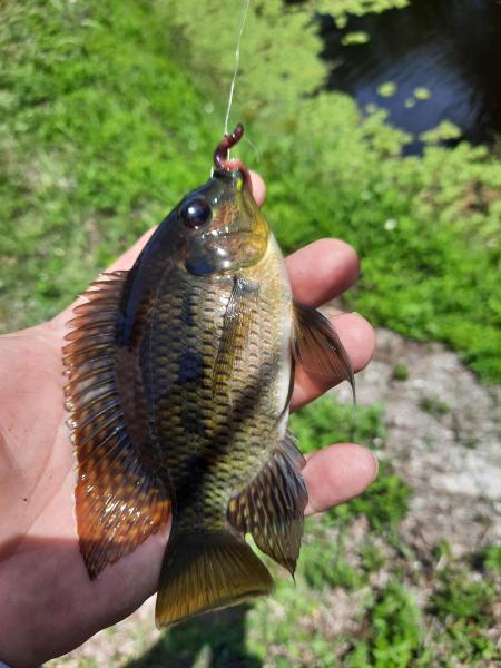 Spotted Tilapia - ARM Loxahatchee NWR - 01May21.jpg