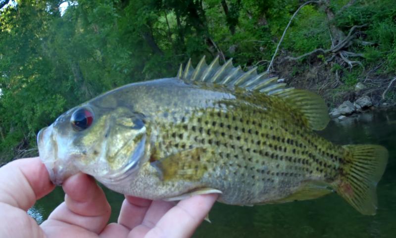 Rock Bass 16July16.JPG