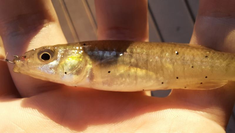 Livie Banded Killifish CP - Tuckahoe Crk - 12May21.jpg