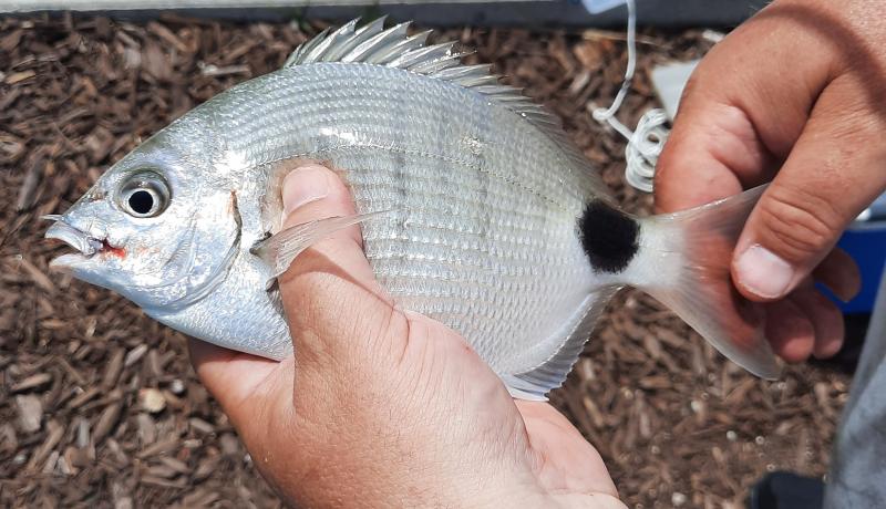 Spottail Pinfish (#46) - S Pointe Park 29Apr21.jpg