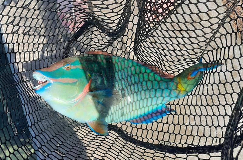 Sue Stoplight Parrotfish 2 - S Pointe Park 29Apr21.jpg
