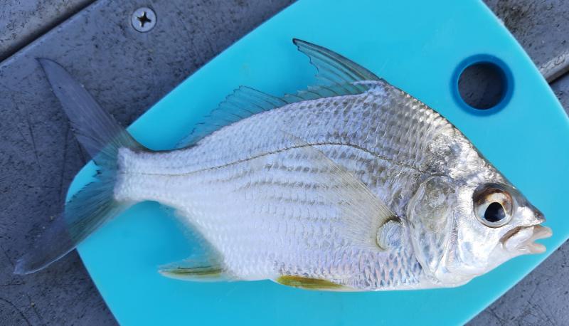 Irish Pompano (#36)  Jensen Bch Causeway - 28Apr21.jpg