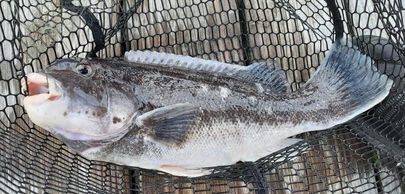 Tautog Male (#60) - 4th St OC - 22May21.jpg