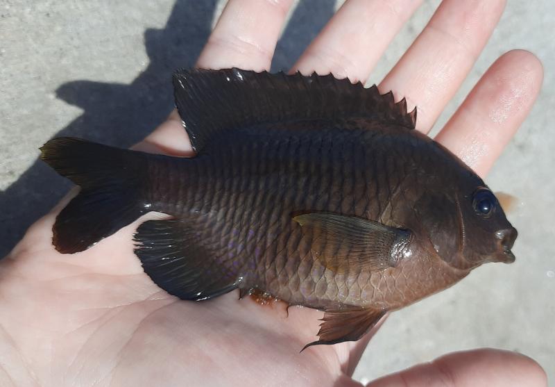 Livie Dusky Damselfish (#39) - S Pointe Park 29Apr21.jpg