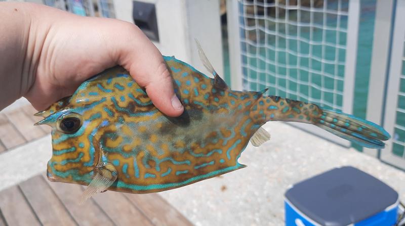 Livie Scrawled Cowfish (#48)- South Pointe Prk Pier - 30Apr21.jpg