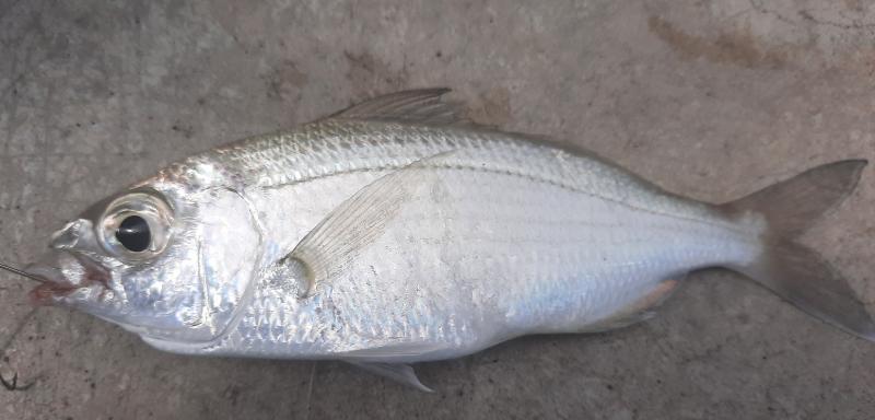 Slender Mojarra (#52) South Pointr Prk Pier - 30Apr21.jpg