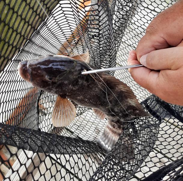 Sue Female Tautog - 4th St OC - 22May21.jpg