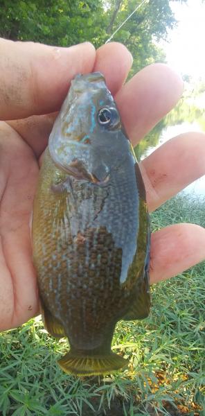 Green sunfish - St Francis.jpg