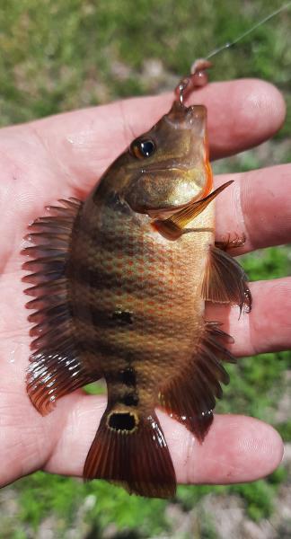 Mayan Cichlid - ARM Loxahatchee NWR - 01May21.jpg