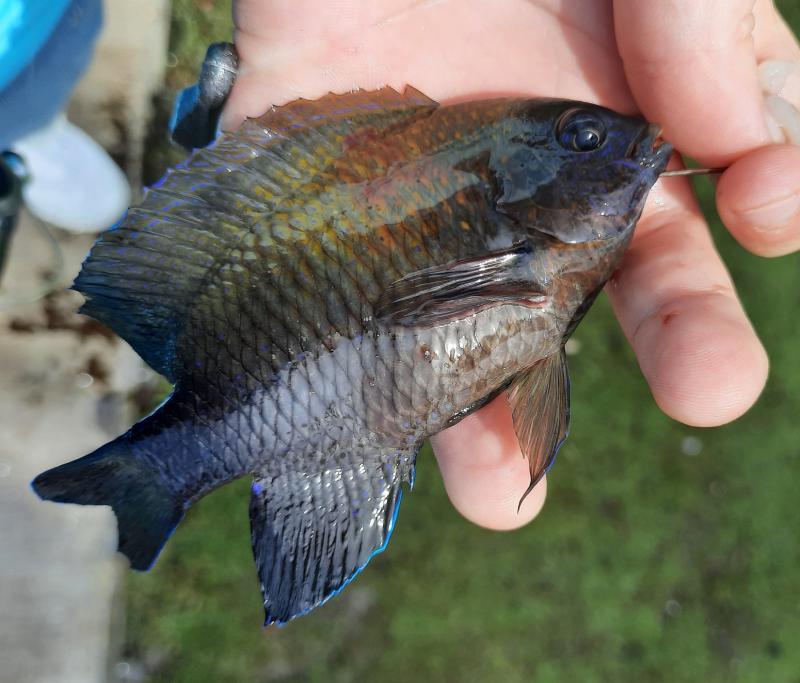 Livie Cocoa Damselfish (#40) - S Pointe Park 29Apr21.jpg