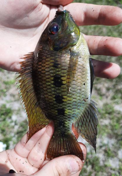 Livie Spotted Tilapia - ARM Loxahatchee NWR - 01May21.jpg