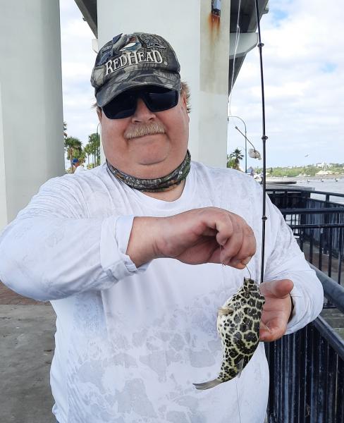 Checkered Puffer (#34) Jensen Bch Causeway - 28Apr21.jpg