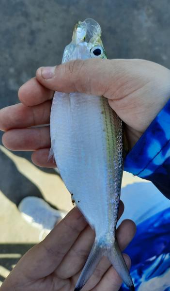 Livie Thread Herring (#34) Jensen Bch Causeway - 28Apr21.jpg