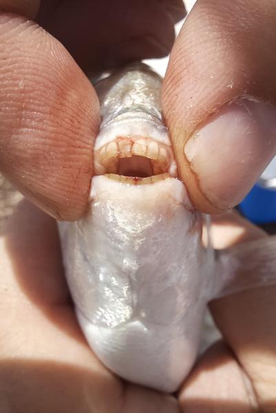 Spottail Pinfish Teeth closeup - S Pointe Park 29Apr21.jpg