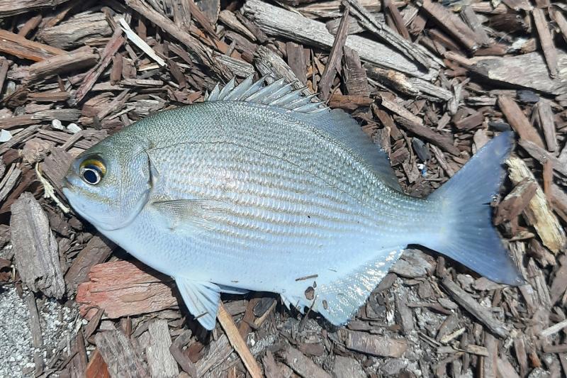 Bermuda Chub (#45) - S Pointe Park 29Apr21.jpg