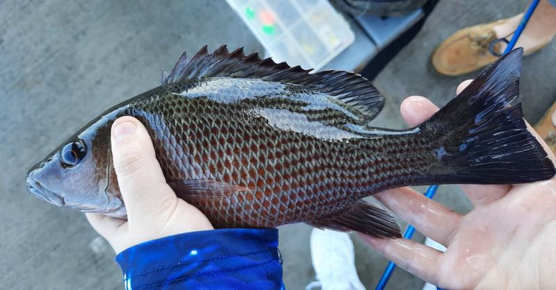 Livie Gray Snapper (#35) Jensen Bch Causeway - 28Apr21.jpg