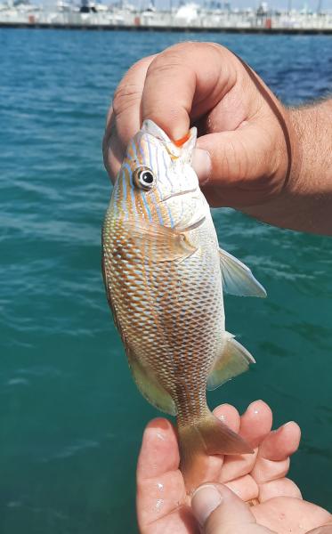 White Grunt (#38) - S Pointe Park 29Apr21.jpg