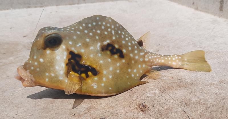 Buffalo Trunkfish (#51) - South Pointe Park Pier - 30Apr21.jpg