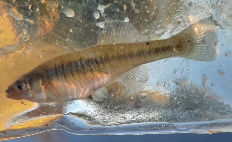 Banded Killifish (#57) - Tuckahoe Crk - 12May21.jpg