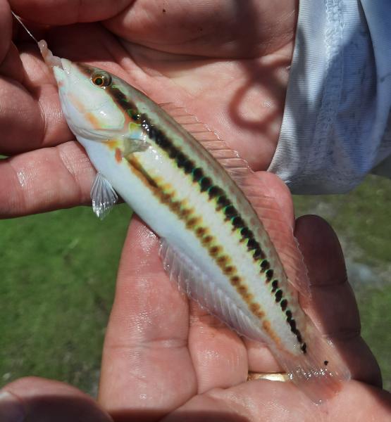 Slippery dick (#49) South Pointe Prk - 30Apr21.jpg