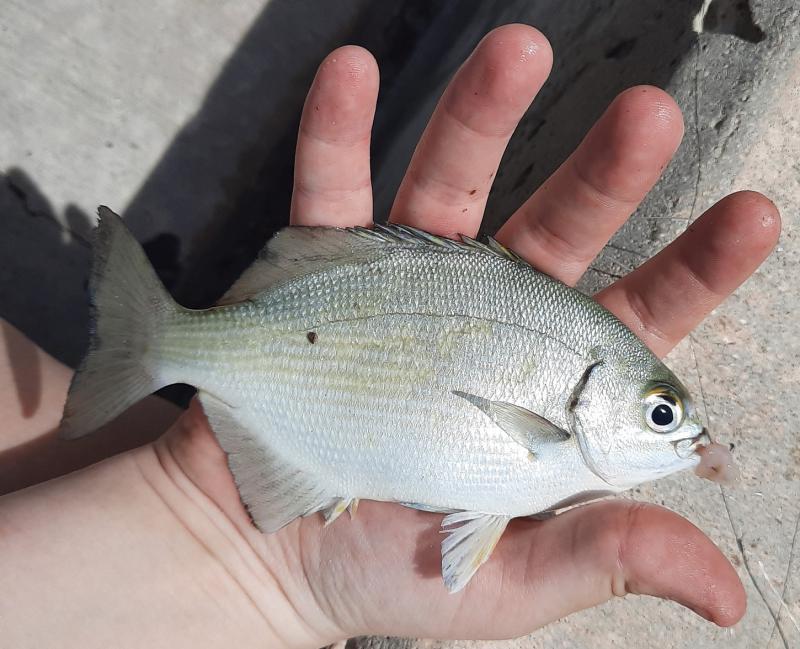 Livie Bermuda Chub (#44) - S Pointe Park 29Apr21.jpg