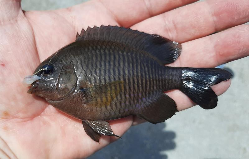 Dusky Damselfish (#41) - S Pointe Park 29Apr21.jpg