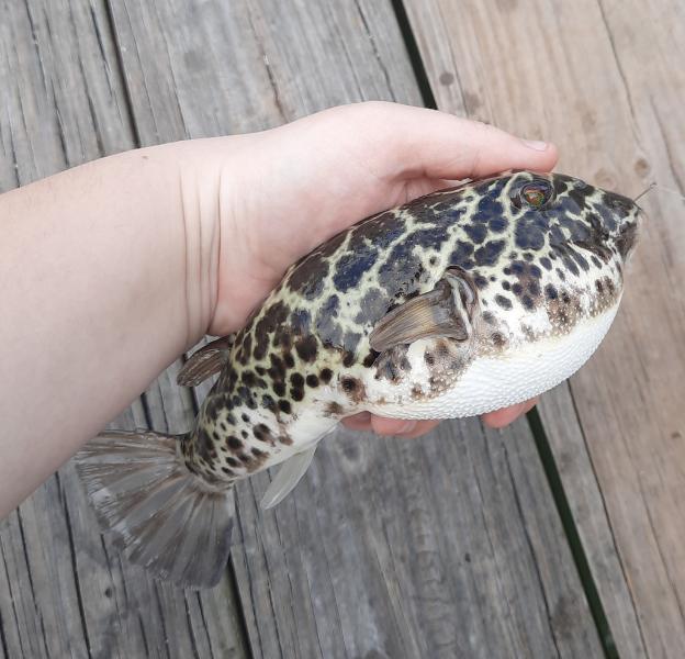 Livie Checkered Puffer (#31) Jensen Bch Causeway - 28Apr21.jpg