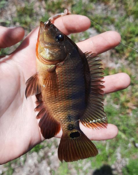 Livie Mayan Cichlid - ARM Loxahatchee NWR - 01May21.jpg