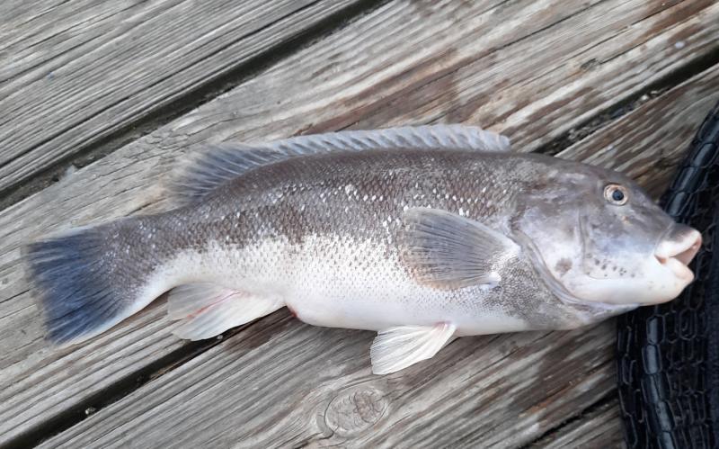 Sue Male Tautog - 4th St OC - 22May21.jpg