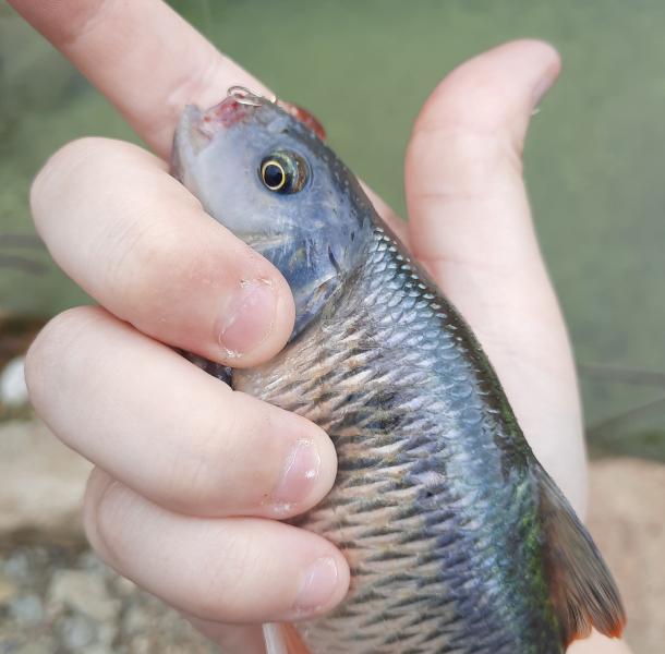 Livie Common Shiner CP - Male - Deep Creek - 01Jun21.jpg