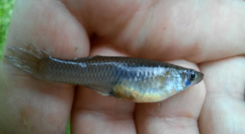 Western Mosquitofish (#64) - Moon Lake - 30May21.jpg