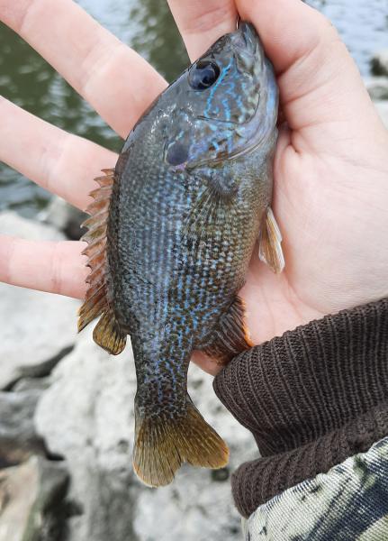 Livie Green Sunfish (#60) - Milford Lake - 30May21.jpg