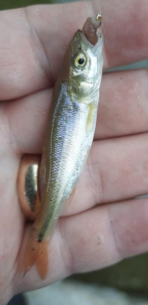 Creek Chub (#68) - Male - Deep Creek - 01Jun21.jpg