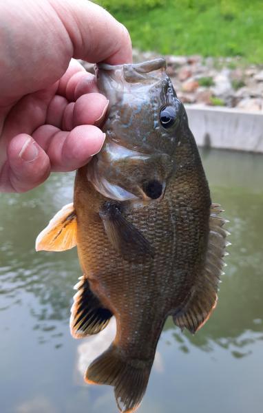 Green sunfish hybrid - Moon Lake - 31May21.jpg