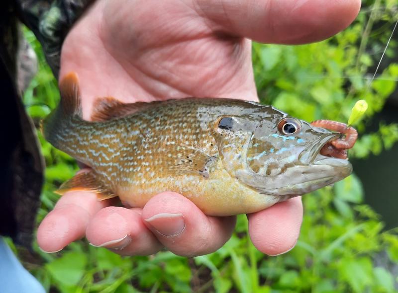 Green Sunfish (#6 ) - Trib - 31May21.jpg