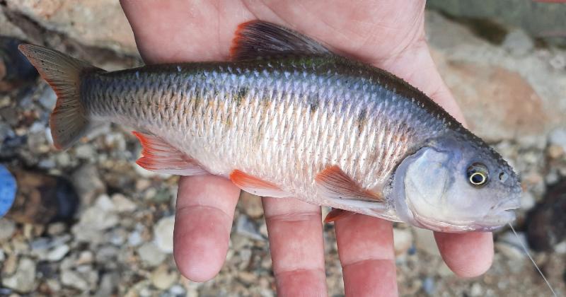 Common Shiner - Male (#66) - Deep Creek - 01Jun21.jpg