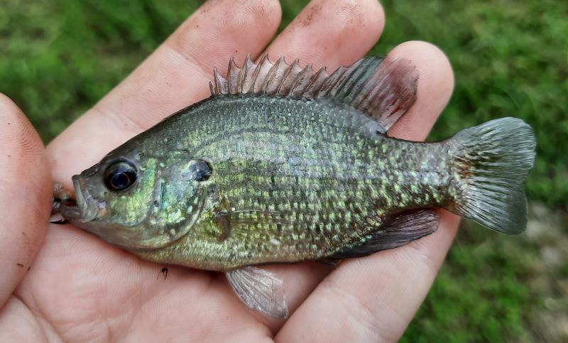 Livie Bantam Sunfish (#69) - Mingo NWR - 06Jun21.jpg