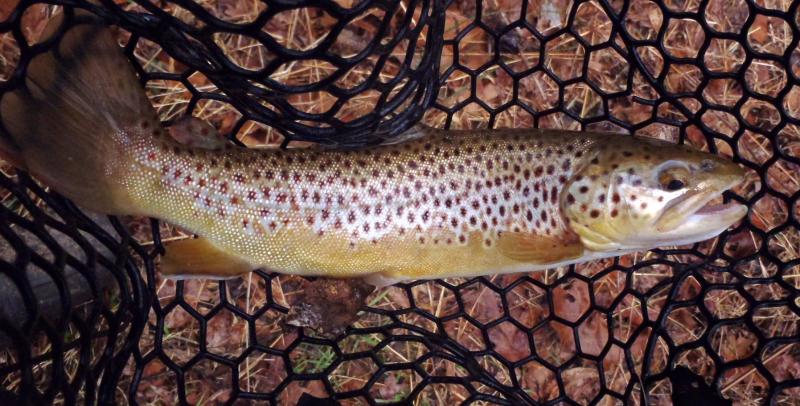 No 300_12 inch brown trout - Current River - 26Feb17.JPG