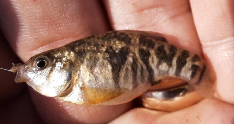 Sheepshead Minnow - Hooper's island - 11Jul21.jpg