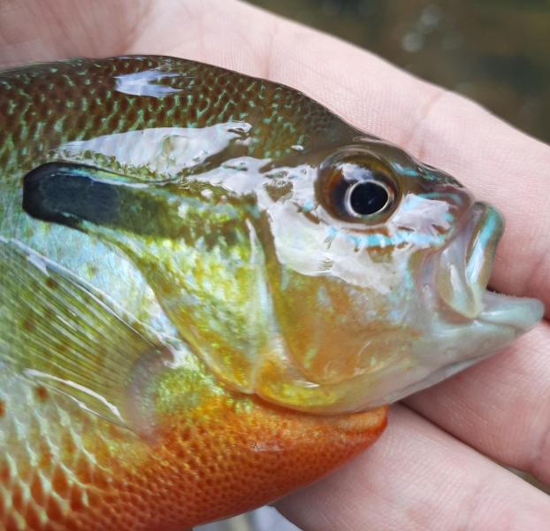 Redbreast Sunfish (cp) - Little Patuxent - 10Jul21.jpg