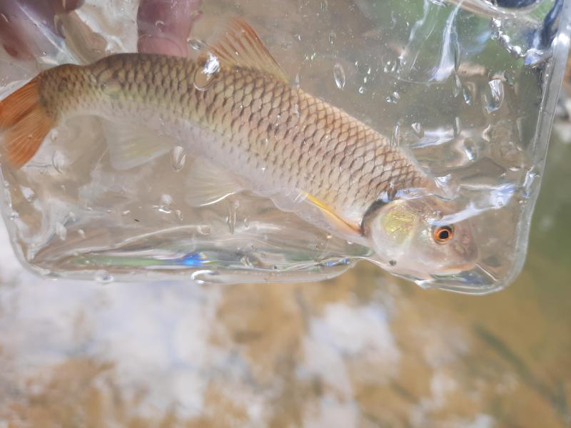 Bluehead Chub (#91) - Passage Crk VA - 03Jul21.jpg