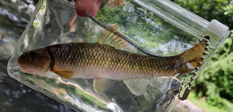 River Chub (#94) - Little Patuxent - 10Jul21.jpg